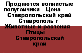 Продаются волнистые попугаичики › Цена ­ 300 - Ставропольский край, Ставрополь г. Животные и растения » Птицы   . Ставропольский край